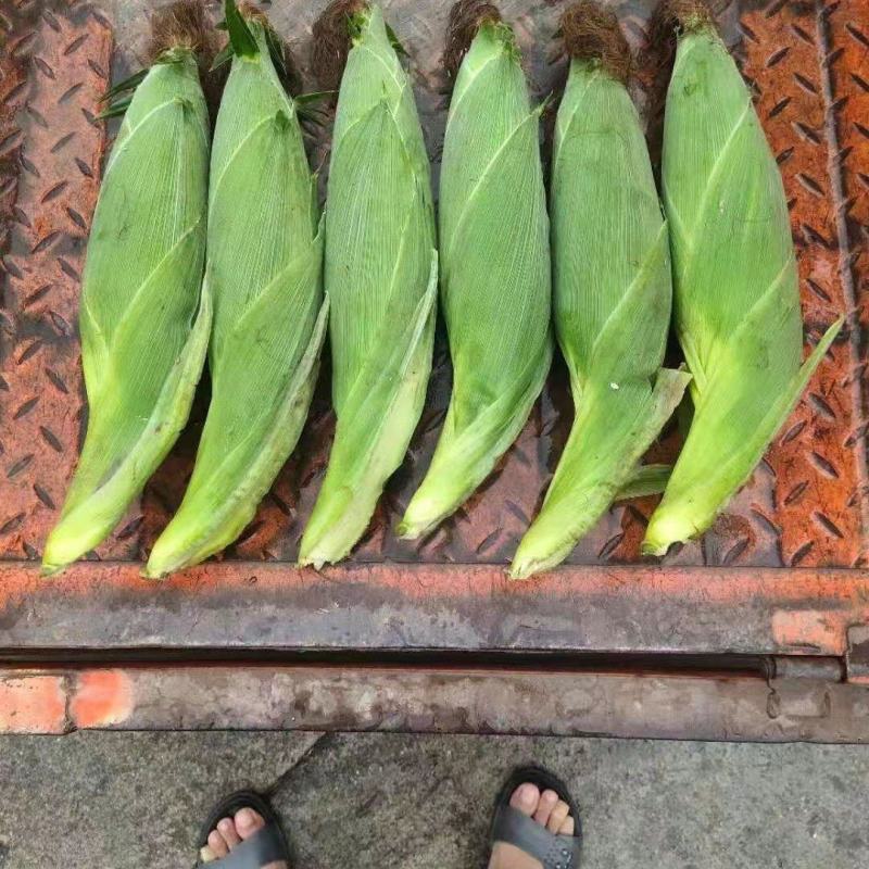 甜玉米