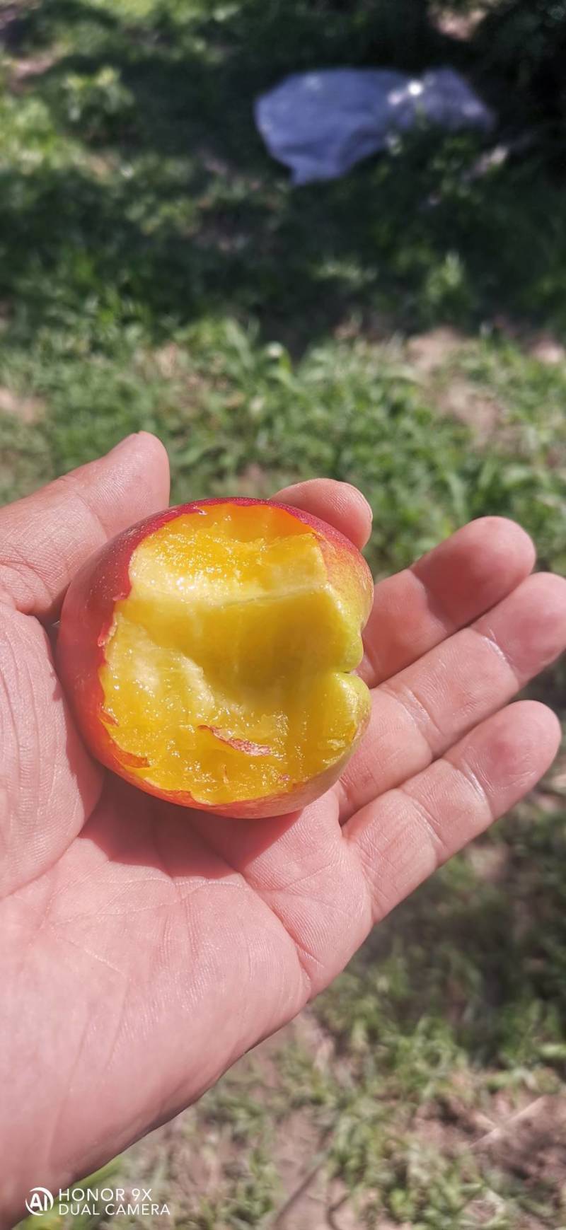 金辉油桃