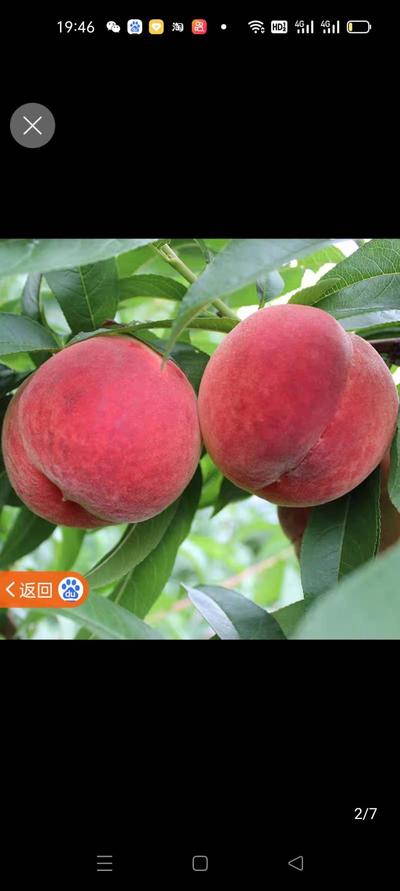 【推荐】秋彤桃水蜜桃口感脆甜大量上市产地直发品质保证