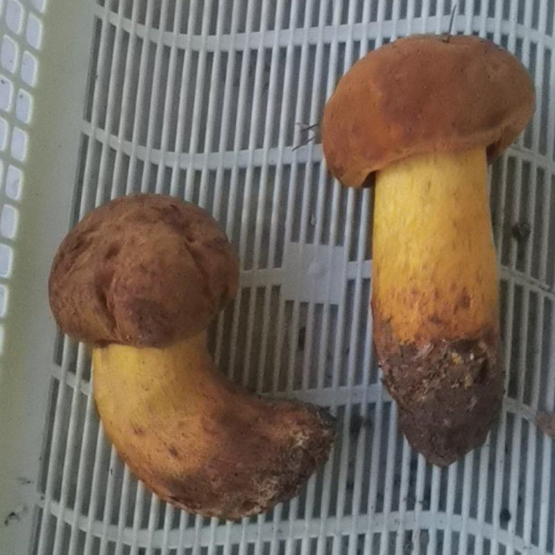 黄牛干（南华菌王国产地直销）