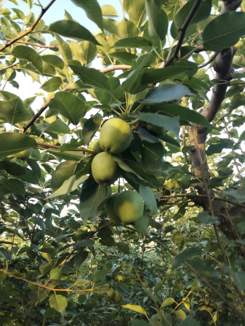 早酥梨