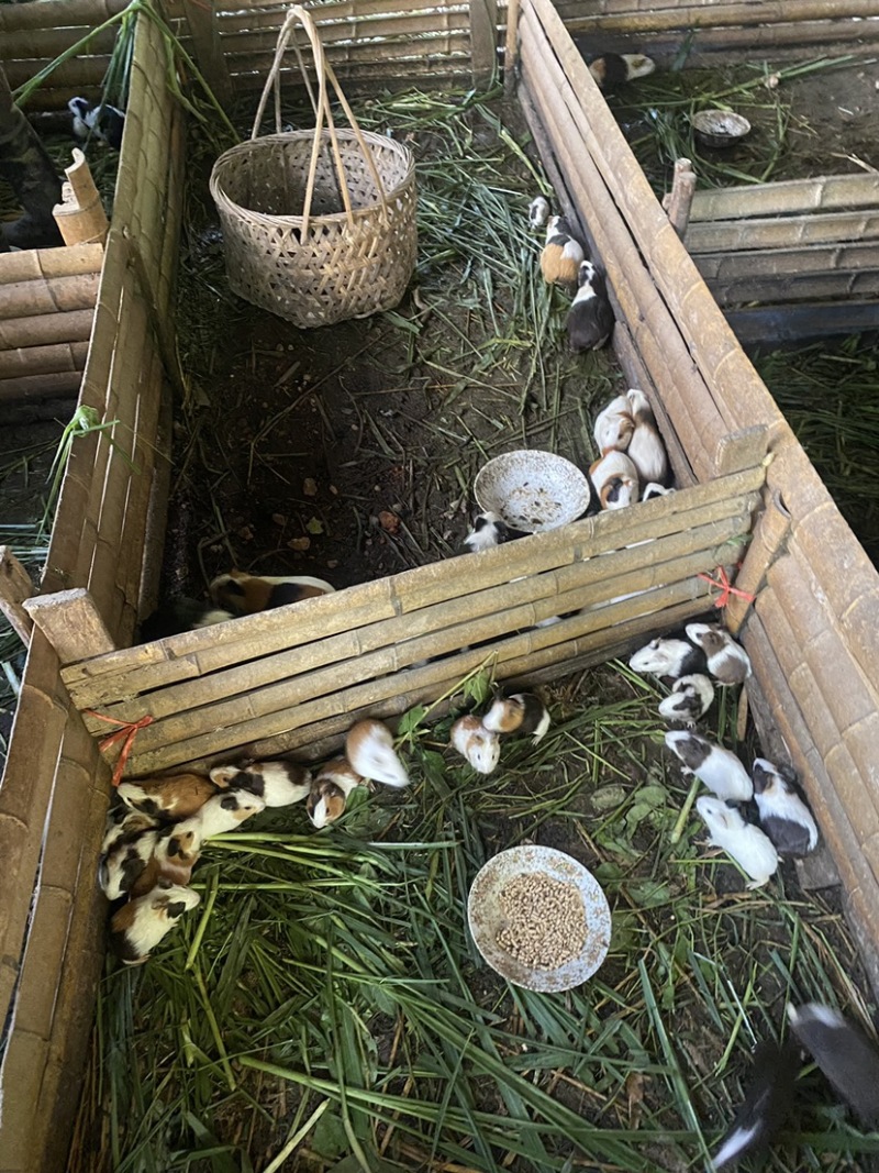 豚鼠，荷兰猪
