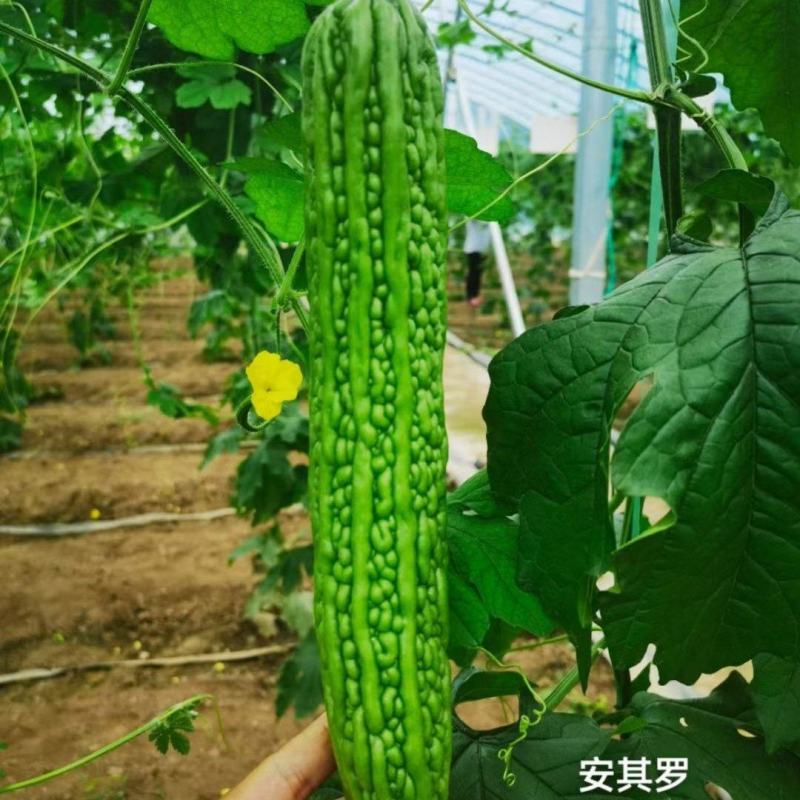 苦瓜苗杂交苦瓜苗齐顶苦瓜白珍珠苦瓜绿珍珠苦瓜苗