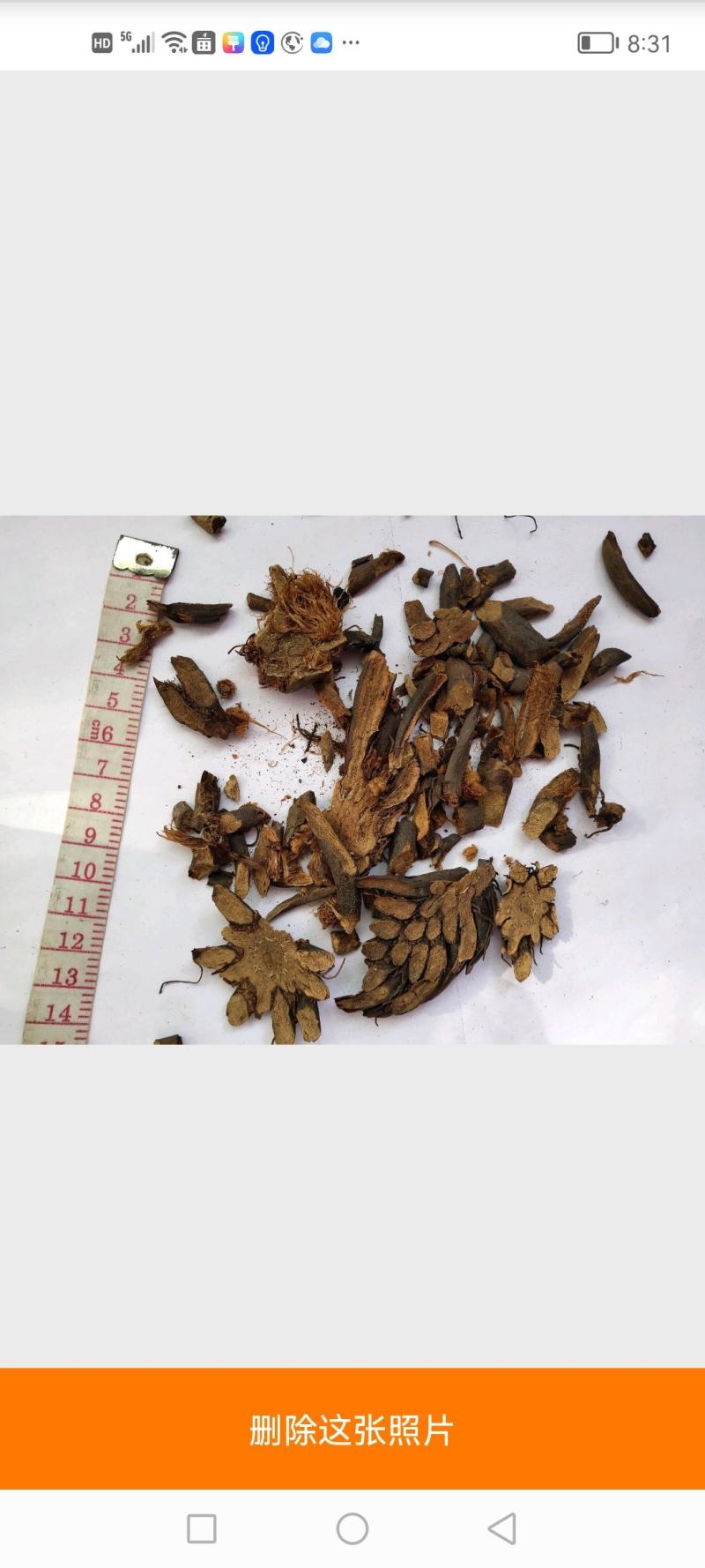贯众统货看规格下单绵贯众一件代发1000克起