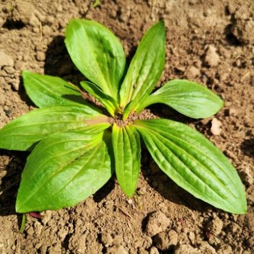 野菠菜，车前草