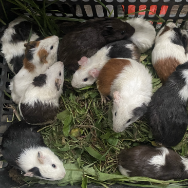 豚鼠，荷兰猪