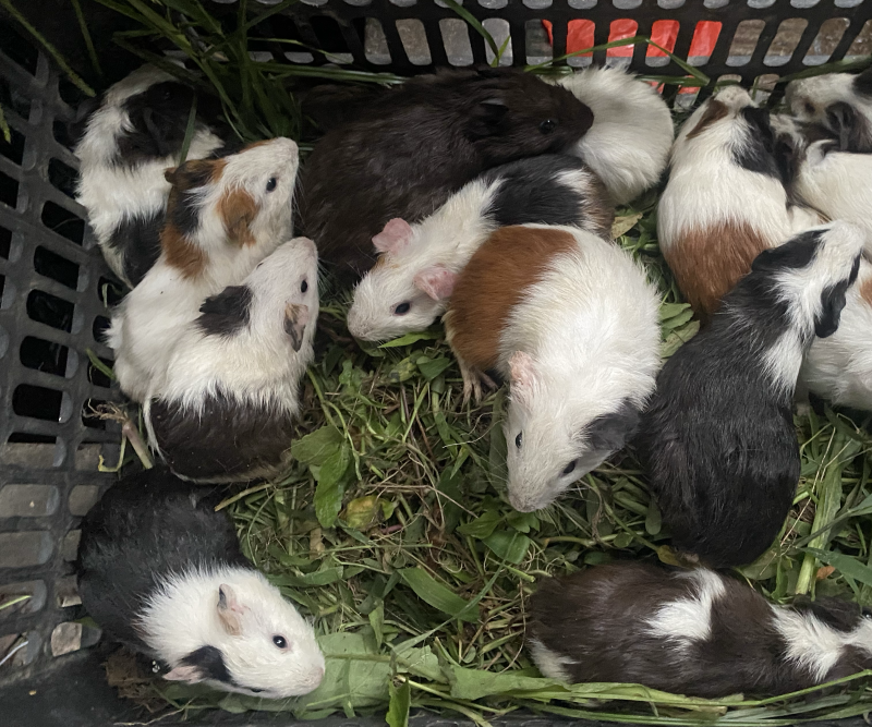 豚鼠，荷兰猪