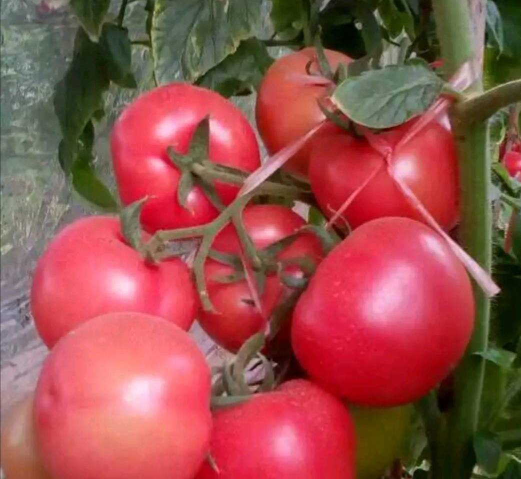 成熟红柿子挂满枝头,阳光下泛着光泽,果实饱满 柿子果实特写