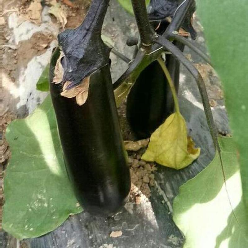 【推荐】茄子黑长茄烧烤茄黑宝茄产地直销商场直供