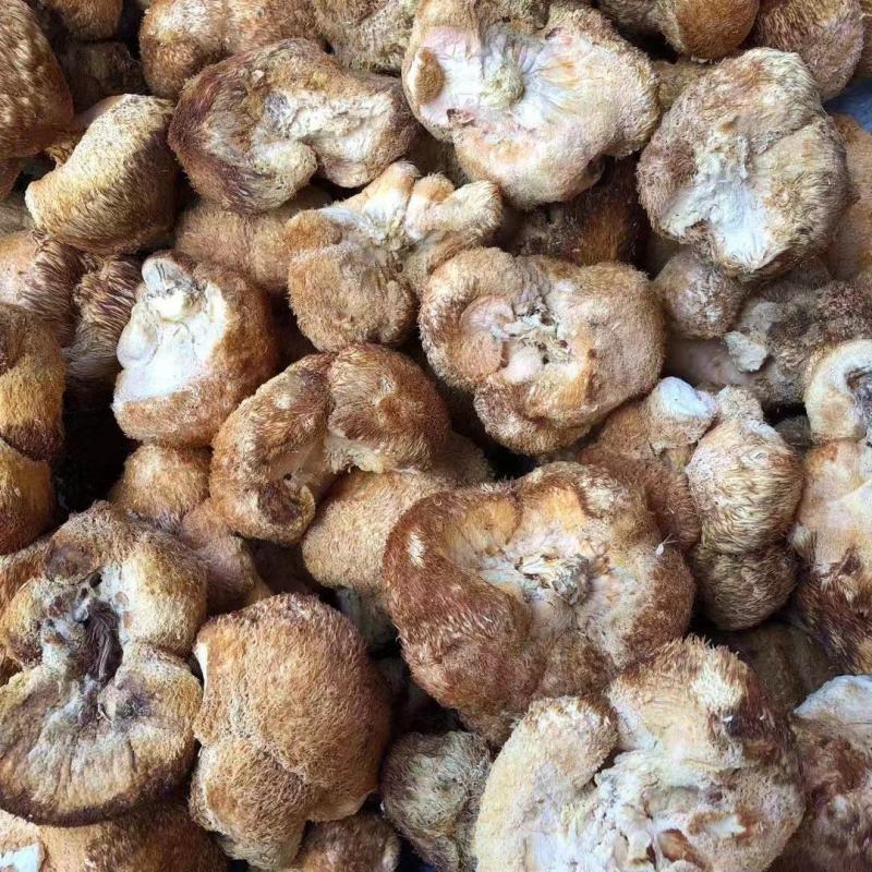 长白山长毛大号猴头菇纯正