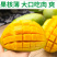 【现货】金煌芒果一级果大青芒非贵妃小台源头一件代发包邮