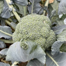 西兰花菜种子早熟绿西兰花种籽花椰菜西蓝花春秋播有机青菜花