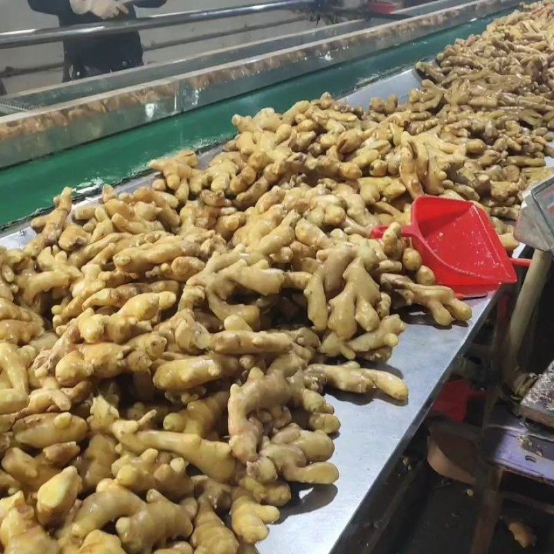 大黄姜-坏烂包赔山东精品姜/沙土姜/水洗姜/烘干姜