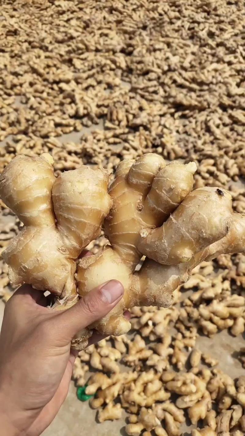 大黄姜-坏烂包赔山东精品姜/沙土姜/水洗姜/烘干姜
