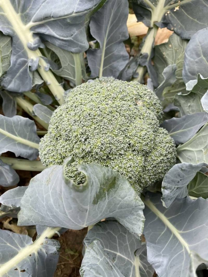 西兰花菜种子早熟绿西兰花种籽花椰菜西蓝花春秋播有机青菜花