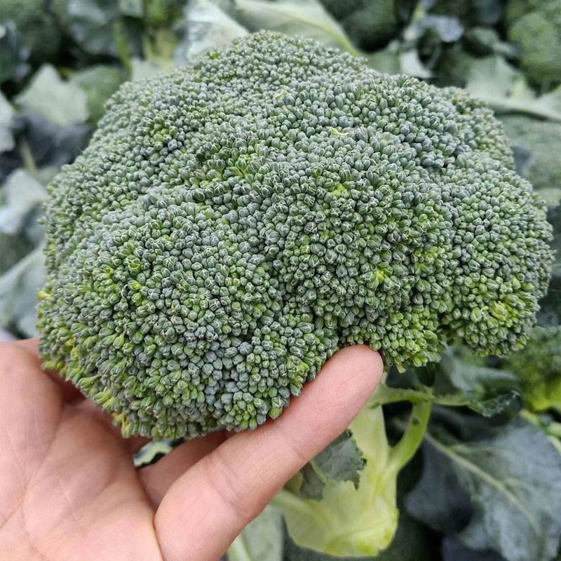 西兰花菜种子早熟绿西兰花种籽花椰菜西蓝花春秋播有机青菜花