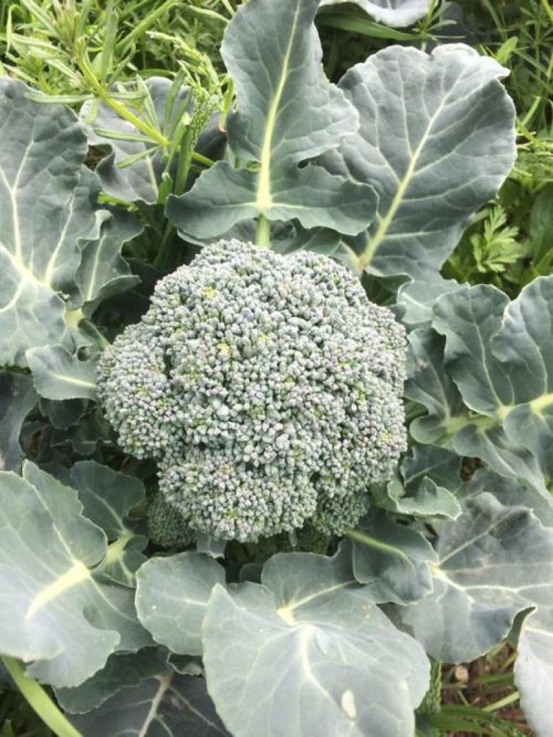 西兰花菜种子早熟绿西兰花种籽花椰菜西蓝花春秋播有机青菜花