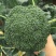 西兰花菜种子早熟绿西兰花种籽花椰菜西蓝花春秋播有机青菜花