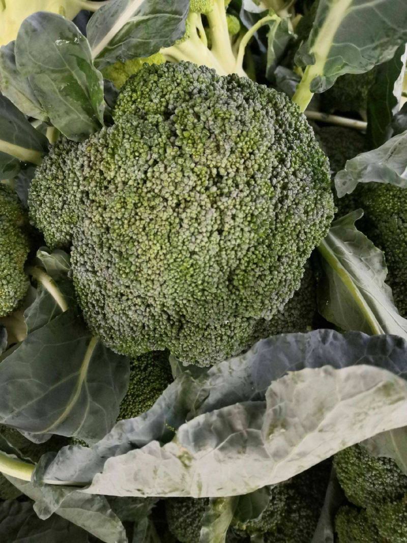 西兰花菜种子早熟绿西兰花种籽花椰菜西蓝花春秋播有机青菜花