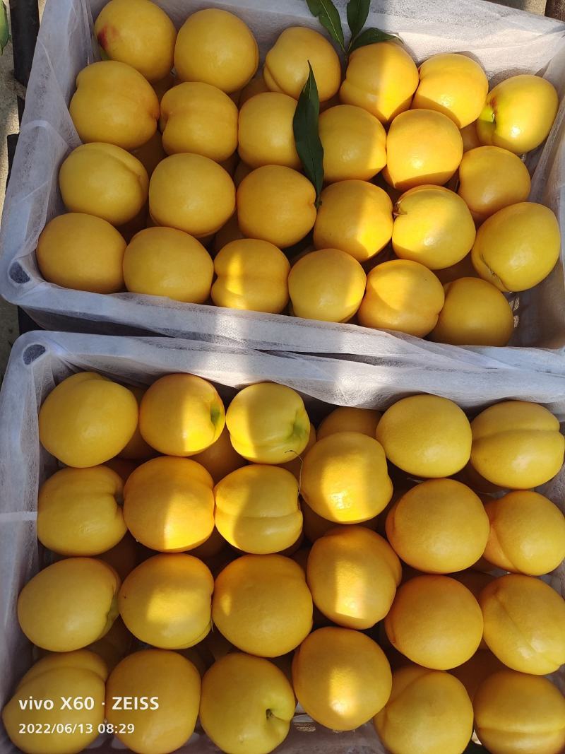 山东蒙阴中油四号黄油桃大量上市需要的老板提前联系量大