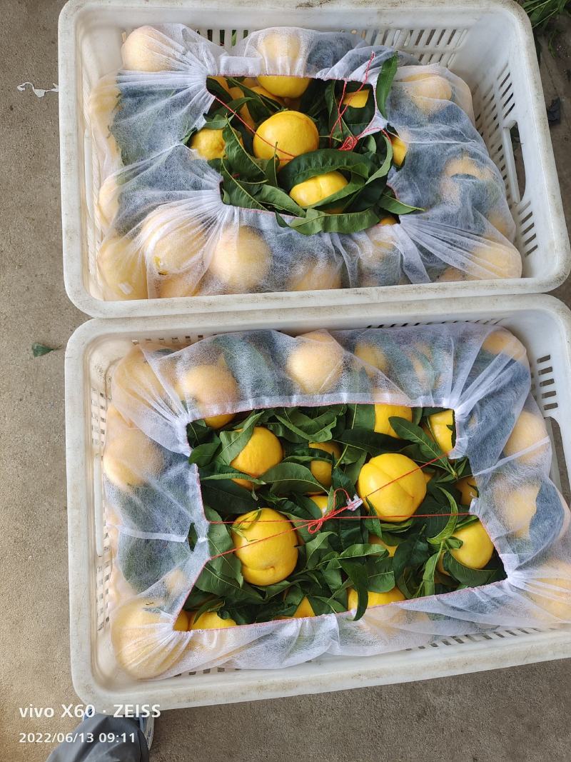 山东蒙阴中油四号黄油桃大量上市需要的老板提前联系量大