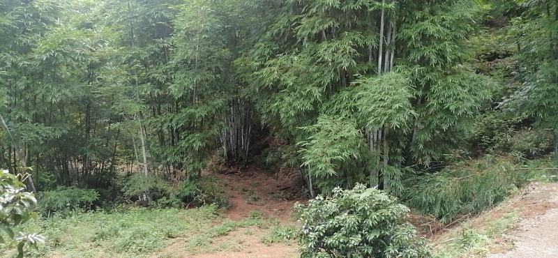 竹筒竹筒自家种的大量粉单竹，做竹筒饭最合适