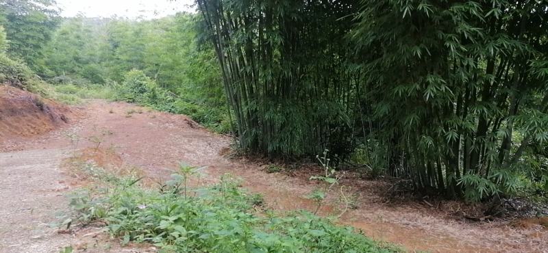 竹筒竹筒自家种的大量粉单竹，做竹筒饭最合适