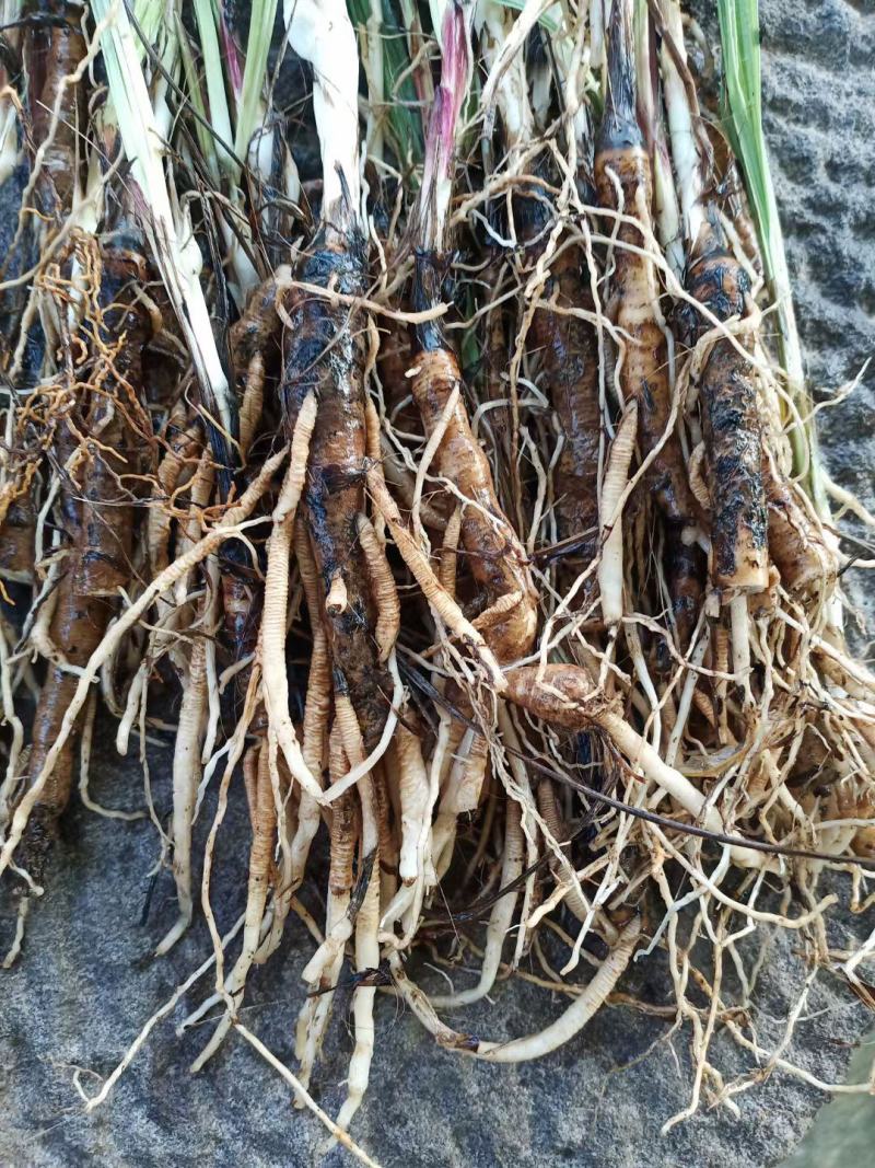 野生仙茅
