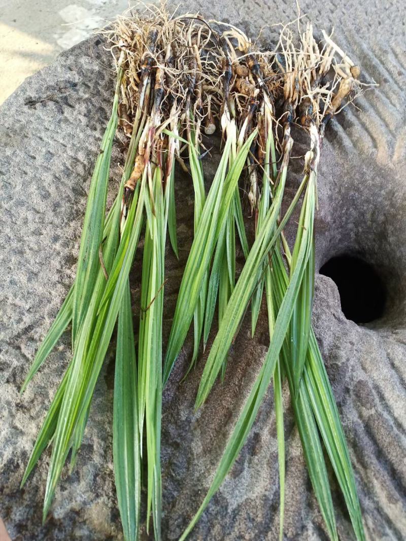 野生仙茅