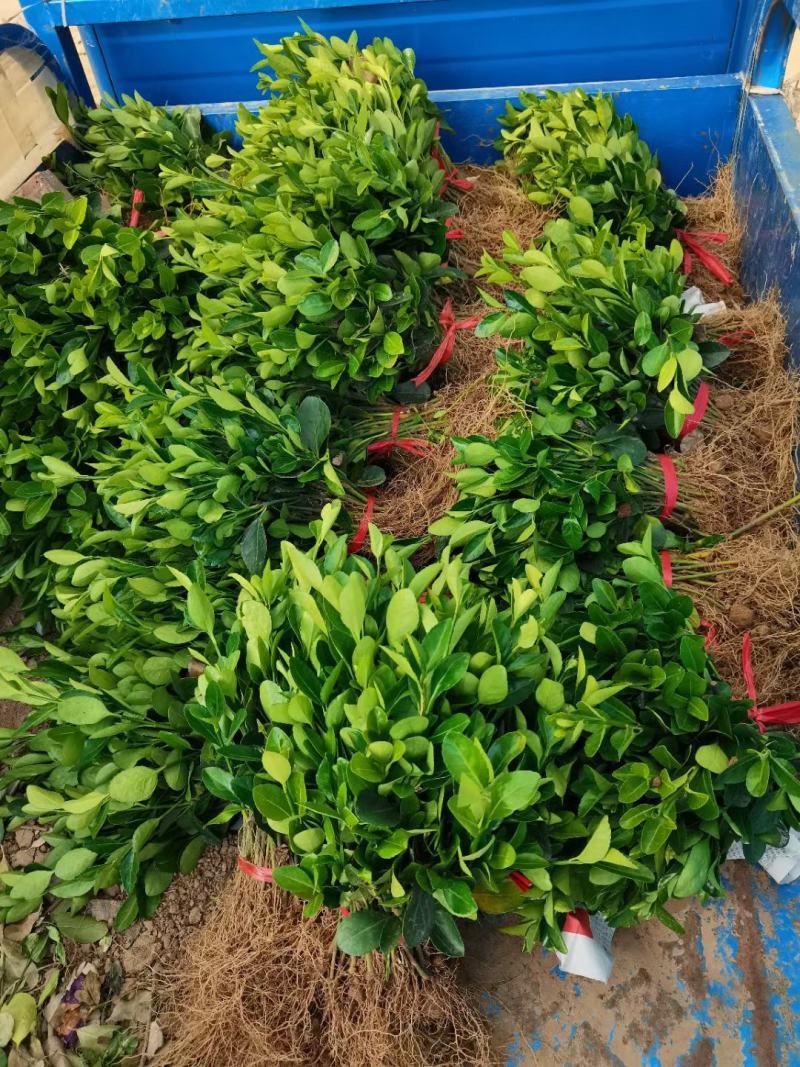 优质卫矛冬青床苗批发卫矛苗卫矛扦插苗根系好保鲜发货