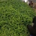 鲜辣椒大量有货,质量保证可视频看货对接电商市场欢迎来电