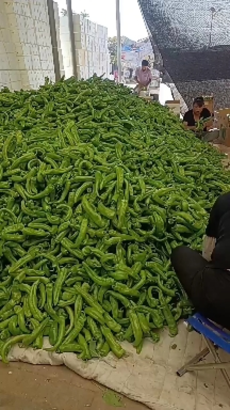 鲜辣椒大量有货，质量保证可视频看货对接电商市场欢迎来电