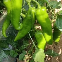 鲜辣椒大量有货，质量保证可视频看货对接电商市场欢迎来电