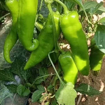 鲜辣椒大量有货,质量保证可视频看货对接电商市场欢迎来电