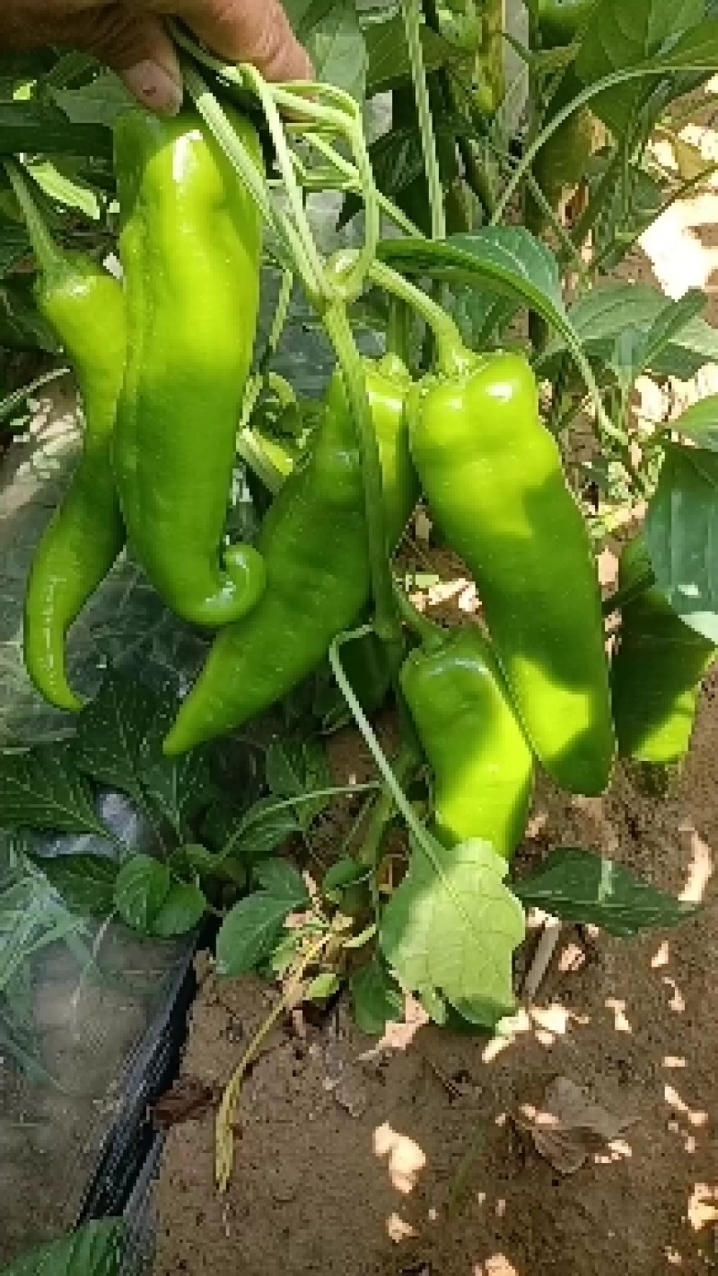 鲜辣椒大量有货，质量保证可视频看货对接电商市场欢迎来电