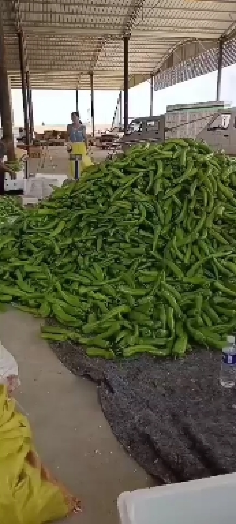 鲜辣椒大量有货，质量保证可视频看货对接电商市场欢迎来电