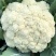 雪白花菜种子籽秋冬播花椰菜有机花菜四季农家蔬菜种孑
