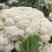雪白花菜种子籽秋冬播花椰菜有机花菜四季农家蔬菜种孑