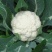 雪白花菜种子籽秋冬播花椰菜有机花菜四季农家蔬菜种孑