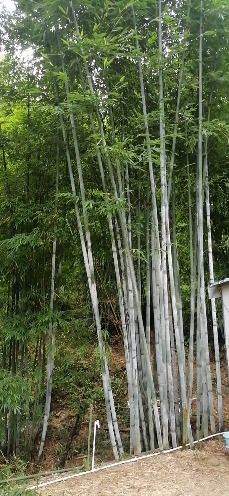 竹筒自家种的大量粉竹筒自家种的大量粉单竹，做竹筒饭最合适