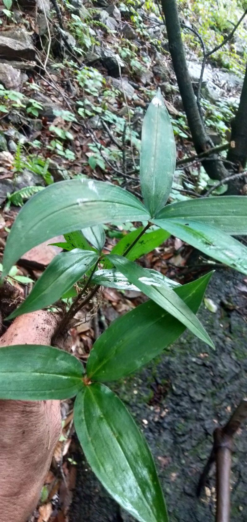大山中的纯野生滇黄精种苗现挖现发