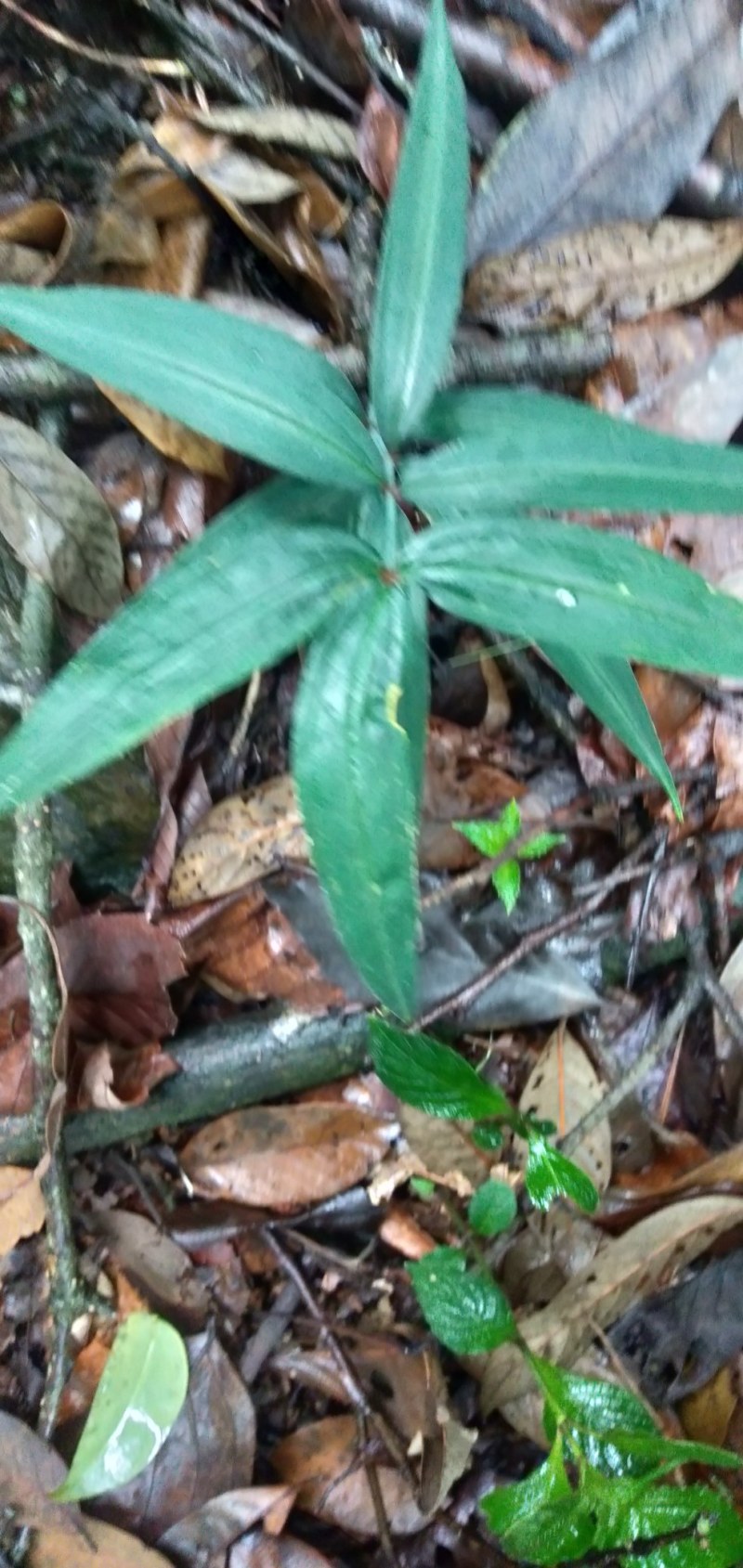 大山中的纯野生滇黄精种苗现挖现发