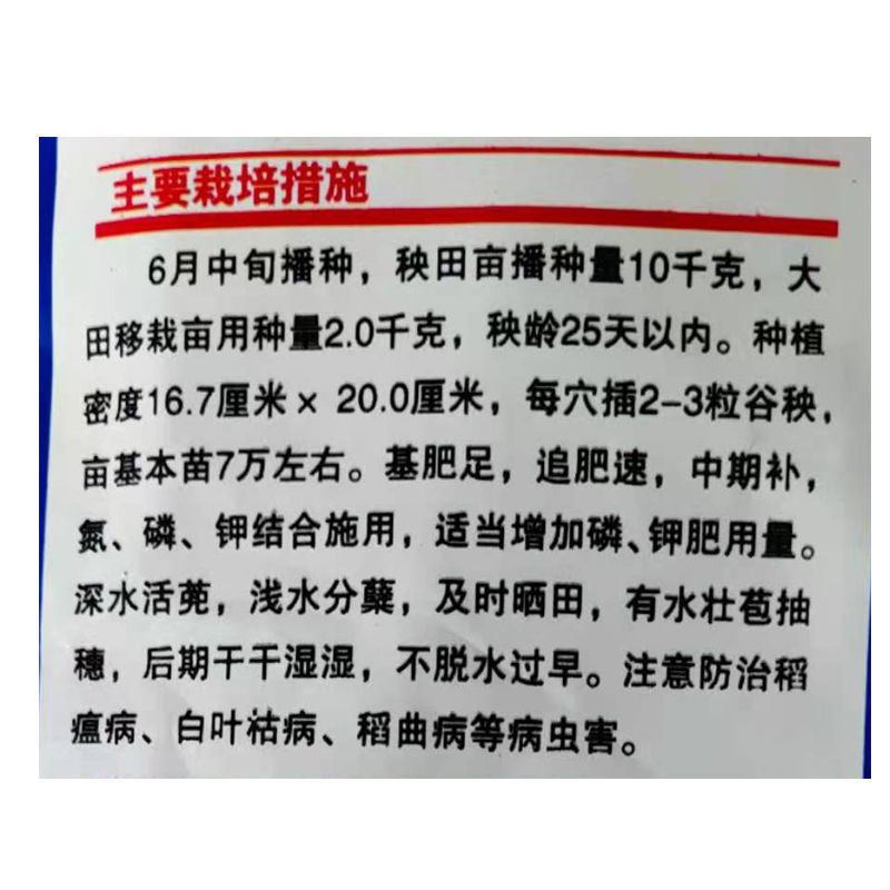 长粒优质香米稻种子农香42常规香米谷种晚稻种子二