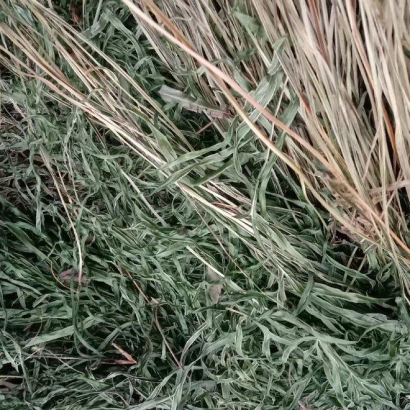 凤尾草井边栏新货自然晒干无硫熏批发零售无根