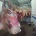 新疆本地草原散养牛，肉质一级棒，口感特别好！保证现杀新鲜