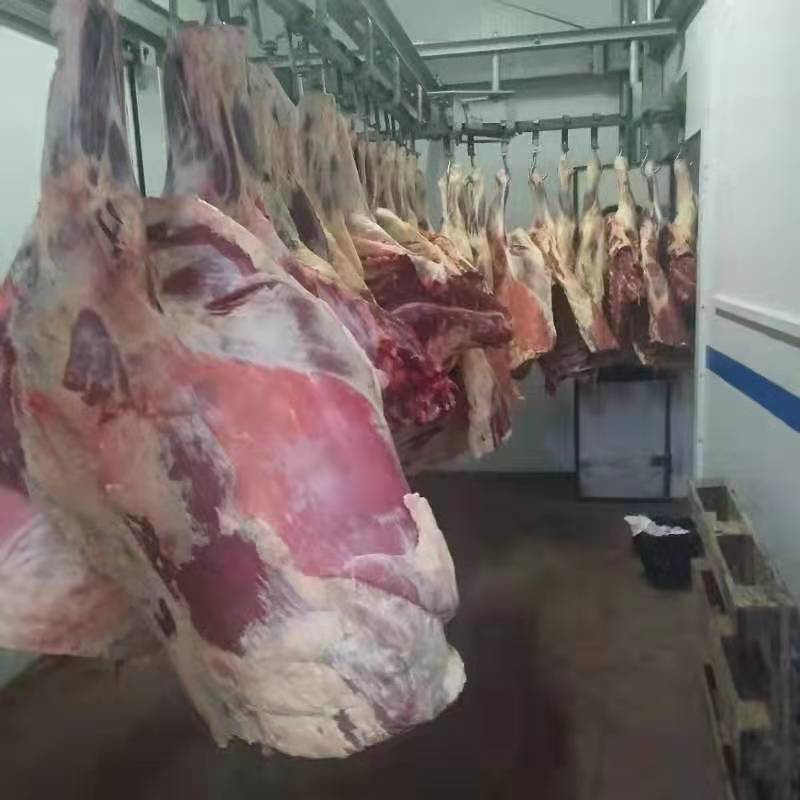 新疆本地草原散养牛，肉质一级棒，口感特别好！保证现杀新鲜