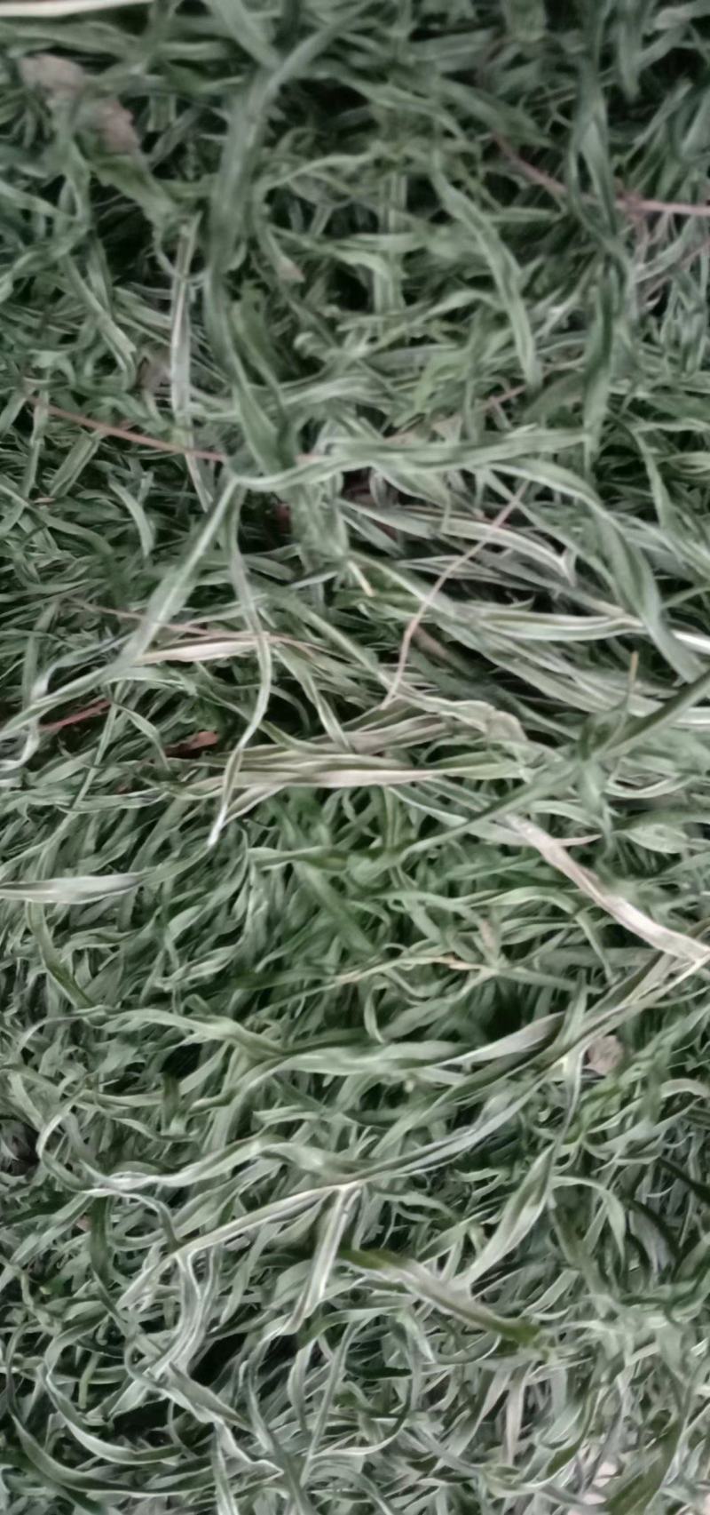 凤尾草井边栏新货自然晒干无硫熏批发零售无根