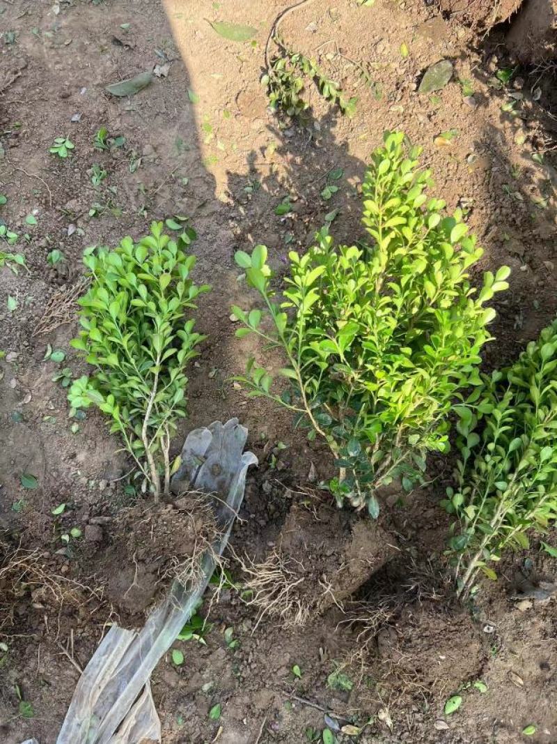 瓜子小叶黄杨40高20冠毛球小叶黄叶床苗色块绿篱根系好