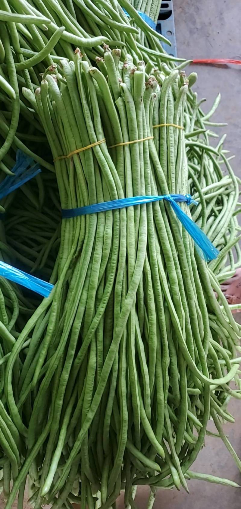 精品长豆角，豇豆，大量上市，产地面积大，支持全国代发