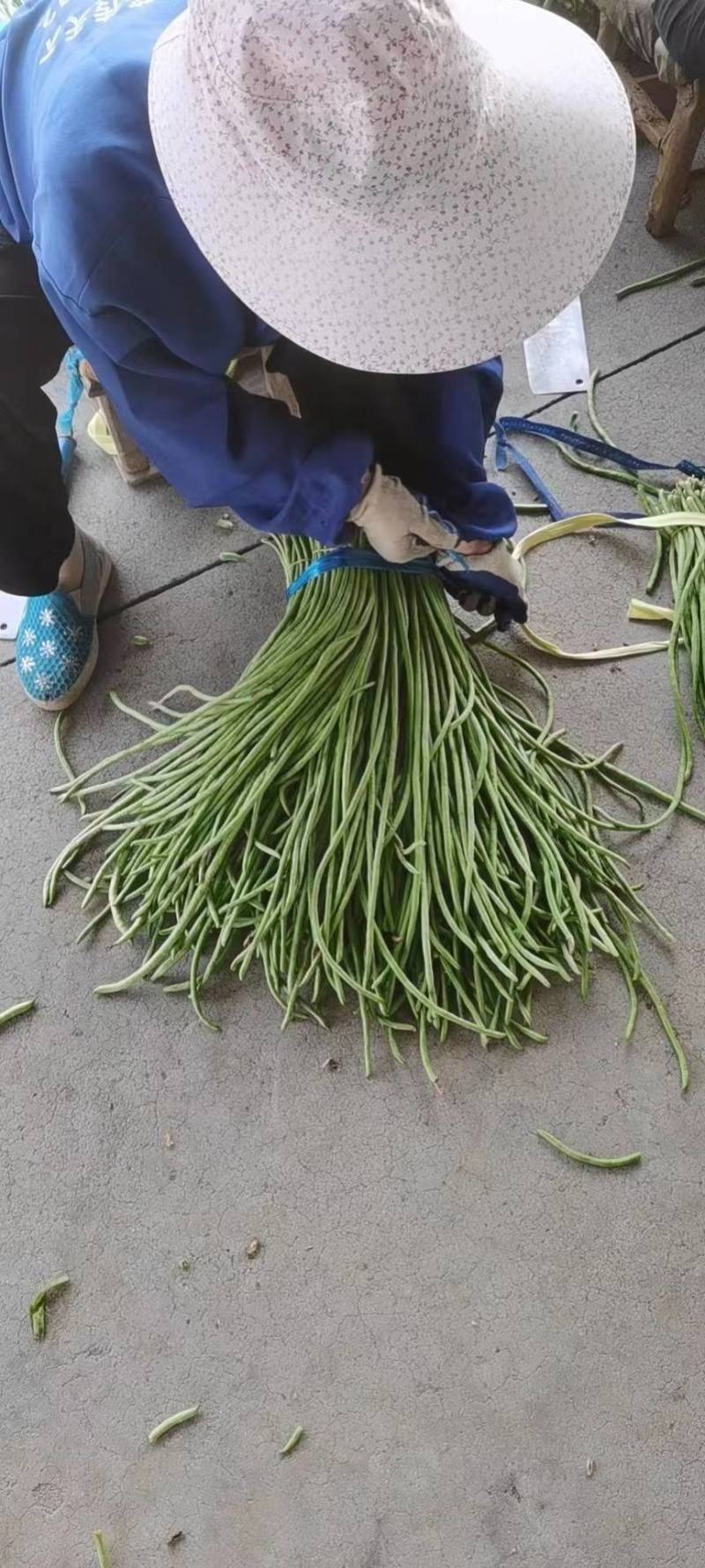 精品长豆角，豇豆，大量上市，产地面积大，支持全国代发